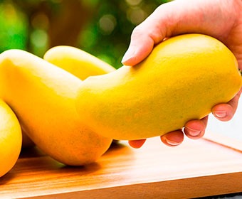 mango manila season