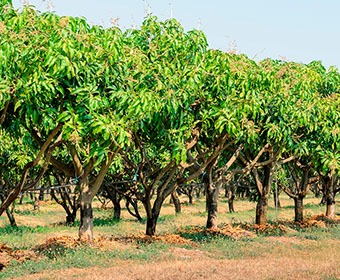 mango manila in mexico