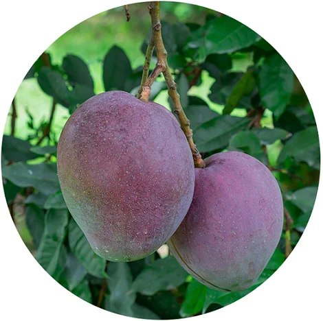 Frutas tropicales Mango