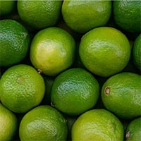 Persian Lime - Production