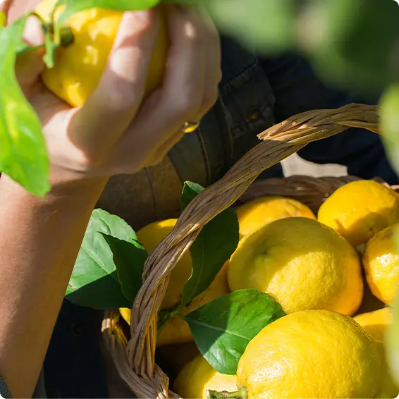 Lemon - Types