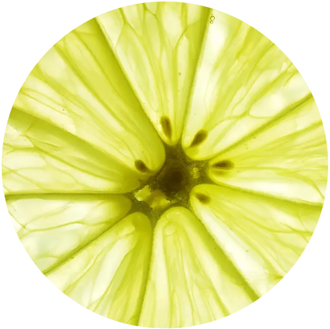 Lemon - Pulp
